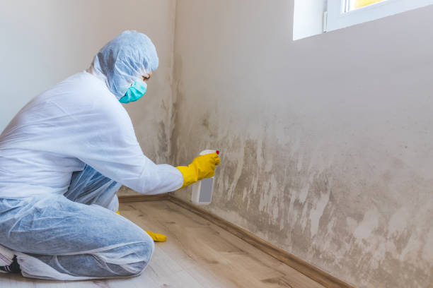 Licensed Black Mold Remediation service in Salem, VA - Car Mold Remediation
