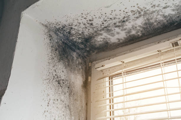 Affordable Black Mold Remediation solutions in Salem, VA