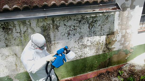 Top rated local Black Mold Remediation specialists in Salem, VA